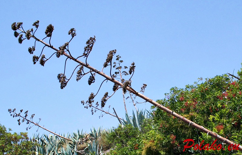 Chorwacka agawa