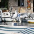 10 najpiękniejszych zdjęć mew nad Adriatykiem