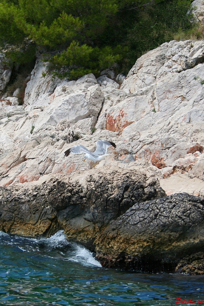  10 najpiękniejszych zdjęć mew nad Adriatykiem