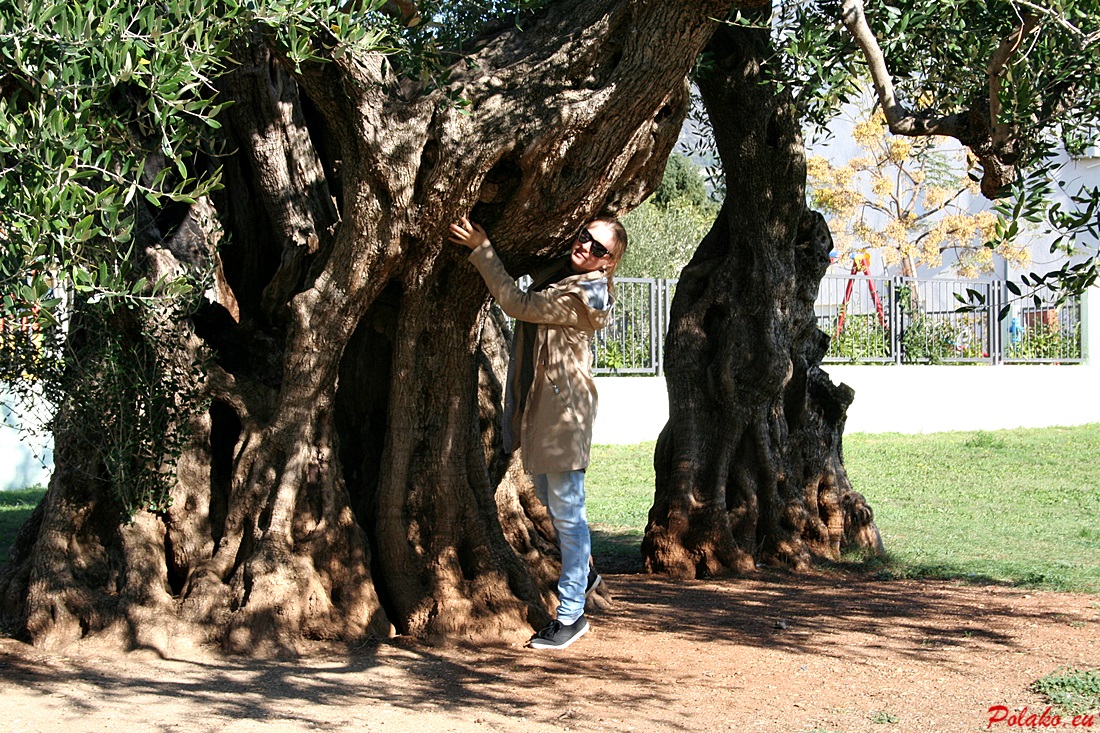 Wiekowe drzewo oliwne