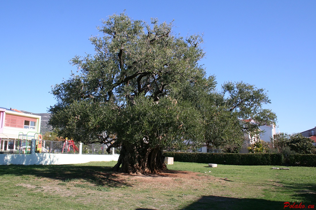 Wiekowe drzewo oliwne