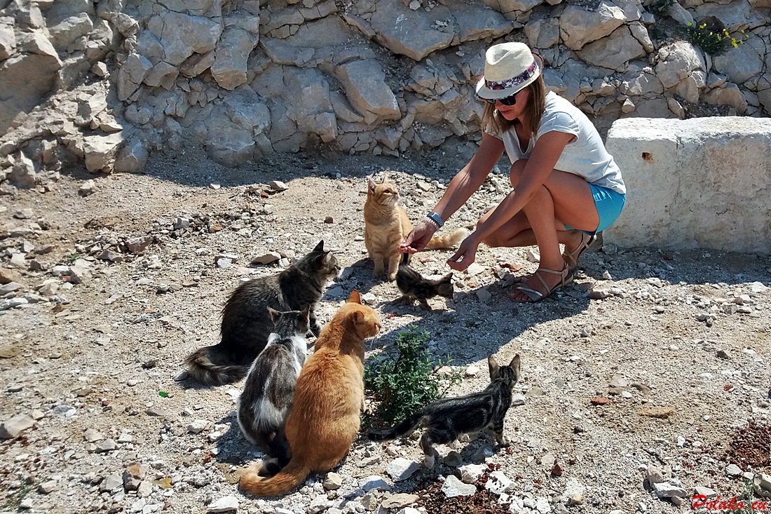 Koty w Dalmacji