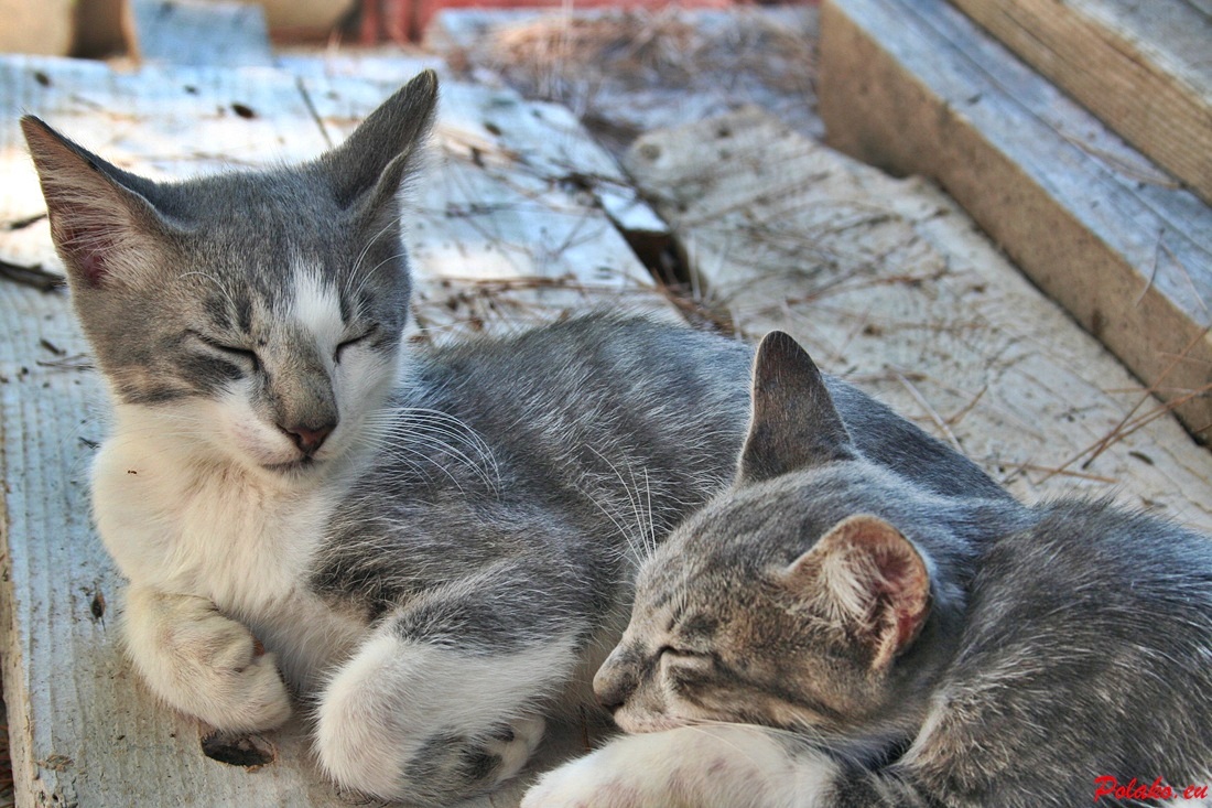 Koty w Dalmacji