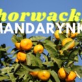 Mandarynki w Chorwacji
