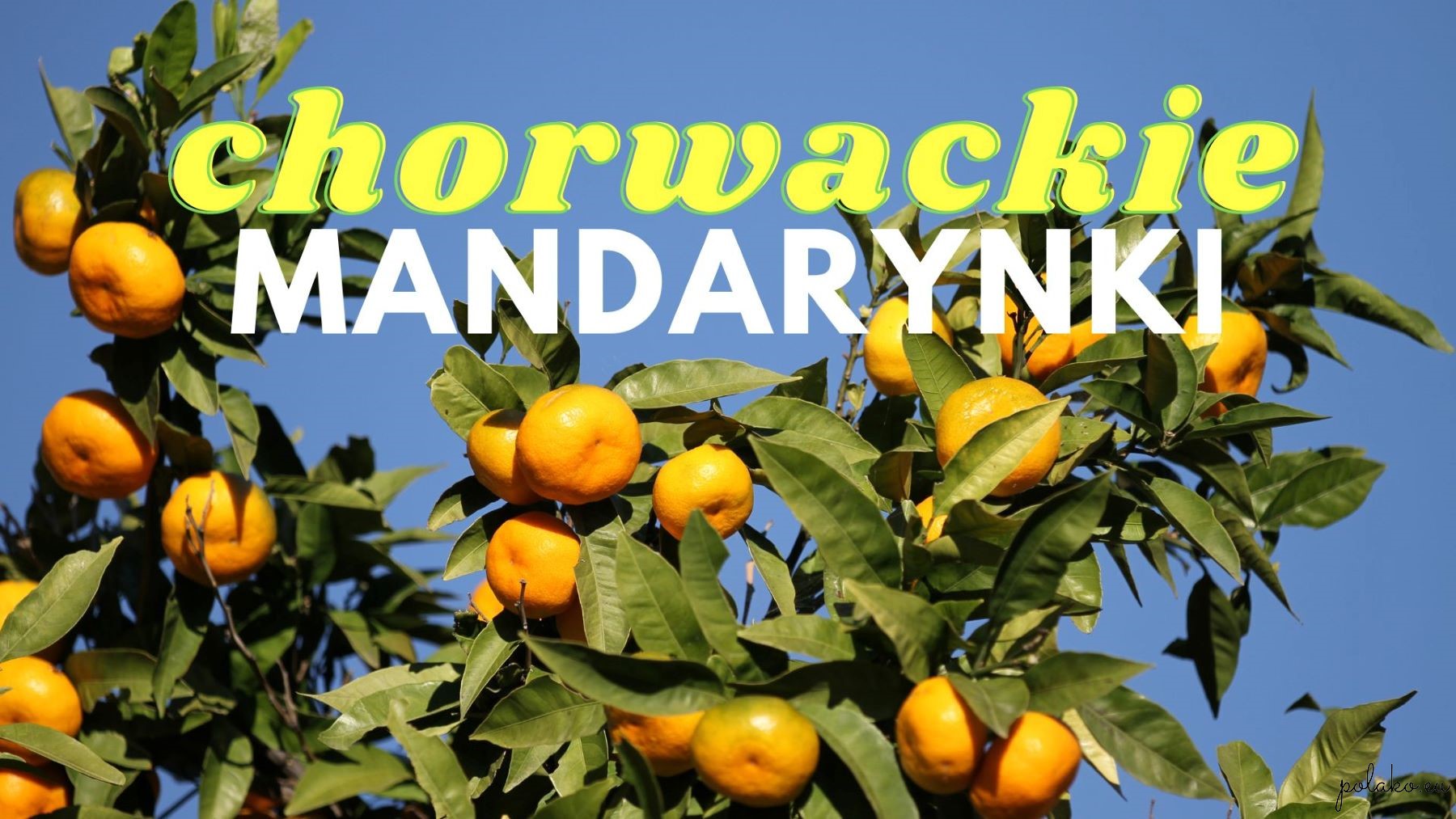 Mandarynki w Chorwacji